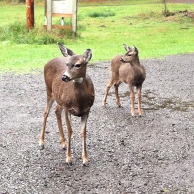pnwafbaby's profile picture. 