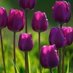 💜هند💜HIND💜🇸🇦💜 (@hind_violet) Twitter profile photo 💜هند💜HIND💜🇸🇦💜 (@hind_violet) Twitter profile photo