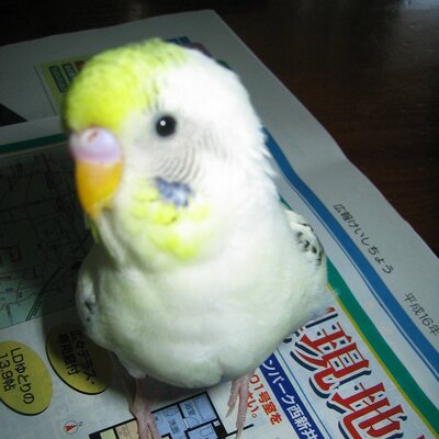 J姐 On Twitter ウッドストックだけじゃなくスヌーピーも飛んでる スカイツリー Snoopy Https T Co A4kwmuzm88