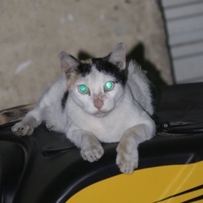 provatdipto1's profile picture. 