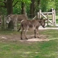 Freddy De Vos (@freddydevos9) 's Twitter Profile