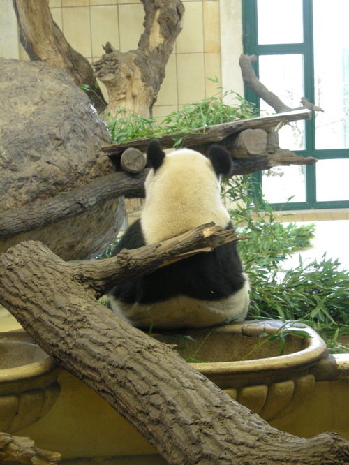 viennese_waltz's profile picture. バイオから金融へ。キャリアは広報・IR・アドミ。京都市出身。ここではクラシック音楽の話題を主にしています。ピアノも弾きます。ピアノはアンスネス、指揮の上岡敏之（25年来）のファン。目下のマイブームは藤田真央🫘とアレクサンドル・カントロフ