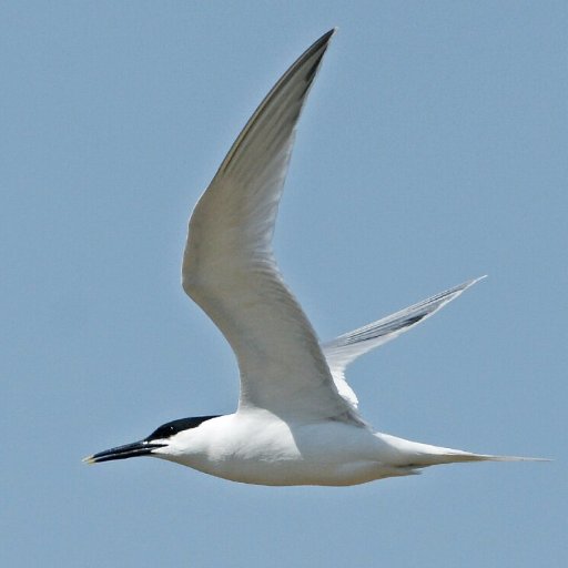 An independent charity and accredited Bird Observatory that monitors the wildlife of the Sandwich Bay area. Visit 10-4 or stay in our comfortable accommodation.