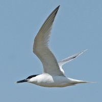SBBOT (@sandwichbirdobs) 's Twitter Profile