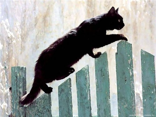 lacrinat's profile picture. I like musik, gadgets, book, dogs, rock, PC