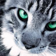 Scourge139's profile picture. Fraiden