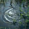 wetlandproject's profile picture. A multidisciplinary exploration of an endangered environmental soundscape. Its inspiration lies in a tiny marsh on Saturna Island, British Columbia.