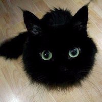 Curly ccccurly.bsky (@ccccurly) 's Twitter Profile