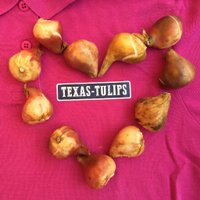 Texas-Tulips(@Texas_Tulips) 's Twitter Profileg