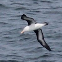 joe fryer (@joefryerbirding) 's Twitter Profile