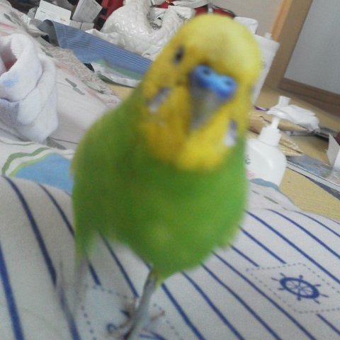 rakim0621's profile picture. 罪と罰++二律背反〜楽園の記憶〜の元管理人。 
逃げてしまったインコは悲しいけど諦めました。
脱走ペット情報はリツイートします。
保守を名乗っているのはほぼ国家主義者。保守なら改憲に慎重なはず。大事なのは法の秩序。憲法も守らず、法律もその精神に反した運用をする安倍政権とその継承者は断固拒否。