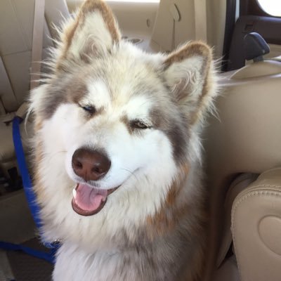 JediRebel2's profile picture. 