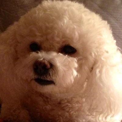 Bichon: JR's GGGrand-niece (Westminster). Hate being a dog. Proud of my heritage: CKC Talewagon Honors Talleyrand. Live by his precepts. Now go away🇬🇧🇨🇦🇳🇴