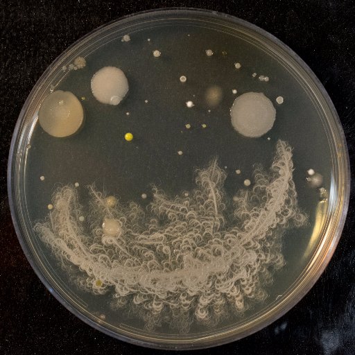 led by Ashley Franks and Jen Wood - studying from gut heath to rainforest conservation, we think microbes are up to the task!