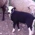 Banyards Farm Shop (@banyards_farm) Twitter profile photo Banyards Farm Shop (@banyards_farm) Twitter profile photo