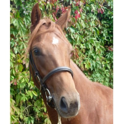 irishbloodstock Profile Picture