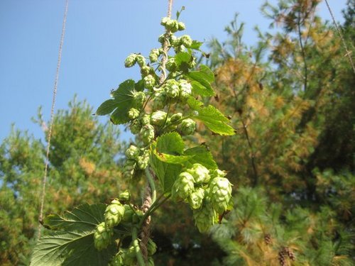 Independently growing the finest hops in Northwest Iowa