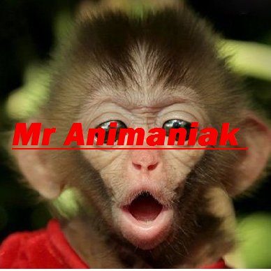 La chaîne YouTube de Mr Animaniak ! Retrouvez-moi sur ma chaîne YouTube Mr Animaniak ! Une chaîne qui parle de bêtes ! Pleins de vidéos et de vlogs à venir !