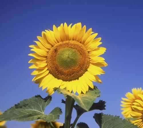 oichini's profile picture. 弱い者の 味方の つもりです