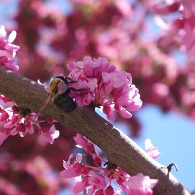 We 💗 eastern redbud trees! Follow for updates on a study of redbuds and bees in Toronto. Want to monitor a redbud? Visit our website to get involved!