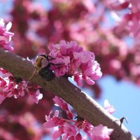 Redbud of Toronto (@urbanredbud) 's Twitter Profile