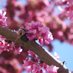 Redbud of Toronto (@urbanredbud) Twitter profile photo Redbud of Toronto (@urbanredbud) Twitter profile photo
