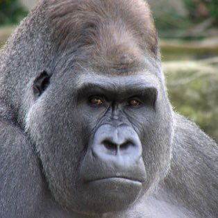 monmo_sutan's profile picture. ポコチャライバー シナモン🐶✊💢のアシスタント