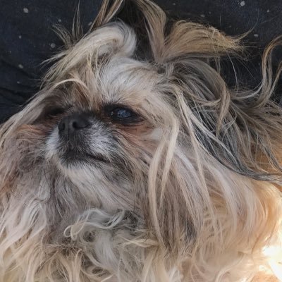 Cass993's profile picture. San Diego but dressed for winter in Paris. President of the Guy Fieri fan club.