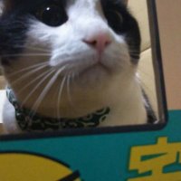 八円 (@dankknight60) 's Twitter Profile