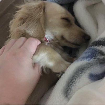 furukawakosara's profile picture. 我が家の愛犬たちの毎日をツイートします！