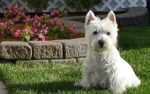 Canadian first 🇨🇦Westie lover 🐾