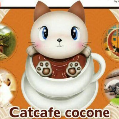 Cat cafe心猫(ここね)の公式アカウントです。近鉄奈良駅から徒歩4分！可愛い猫ちゃんと戯れながら楽しめるちょっぴり 