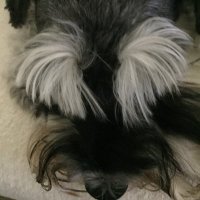 Coconuts (@cocoshortstuff) 's Twitter Profile