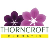 Thorncroft Clematis(@thorncroftclems) 's Twitter Profileg
