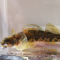 UTRCA AquaticBiology (@utrcaaquaticbio) 's Twitter Profile