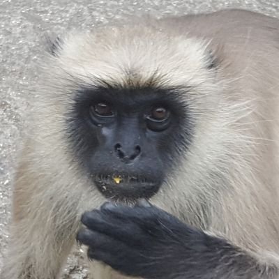 beaver_tag's profile picture. 붸에