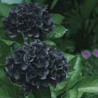 黒紫陽花 生きても死んでも 私に出来ることが私を殺すことなら 楽な方が良いに決まってる そうしたいってずっと思ってる Twitter
