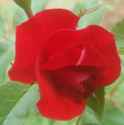 tiryaki_coskun's profile picture. Habule Bi Laz Uşağuyum da 😜