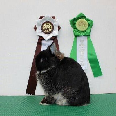 Aquamate En Twitter 8月7日生まれの ネザーランドドワーフ 一人っ子なので成長が良い 耳どこって言うくらい小さい O 子うさぎ ネザーランドドワーフ うさぎ かわいい 耳小さい Aquamate En Twitter 8月7日生まれの ネザーランドドワーフ 一人っ子なので成長が良い 耳どこって言うくらい小さい O 子うさぎ ネザーランドドワーフ うさぎ かわいい 耳小さい