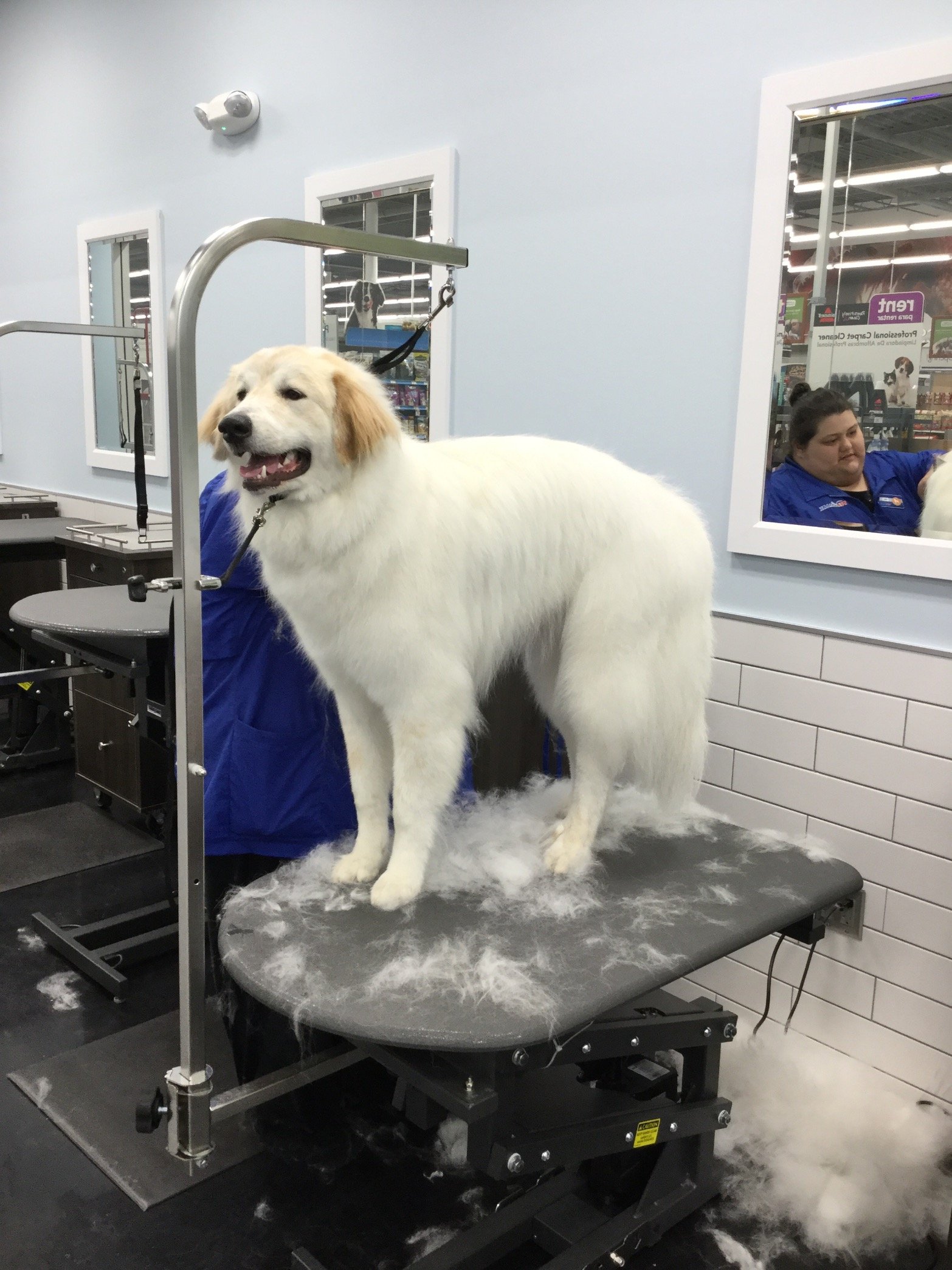 petsmart salon