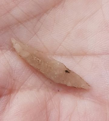 Mesolithic Deeside Profile