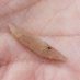 Mesolithic Deeside (@mesodeeside) Twitter profile photo Mesolithic Deeside (@mesodeeside) Twitter profile photo