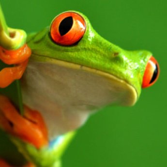 aseo33treefrog's profile picture. 