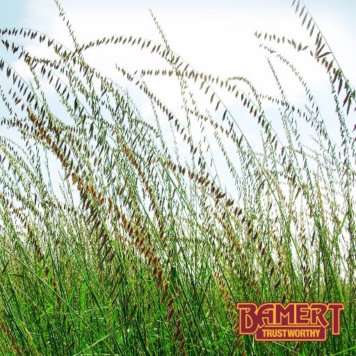 Native Grass, Forb, and Legume Seed, Technical Assistance, Oilfield & Pipeline Reclamation, Revegetation & Wildlife Habitat
800-262-9892