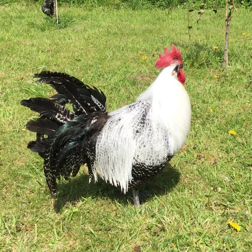 Backend Developer - Father of two boys, work from home in the middle of nowhere
#Laravel , #Php, #Finops, #Domotique, #Chicken & #Ducks