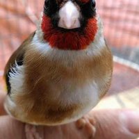 Achraf El Houdaigui (@houdaiguiachraf) 's Twitter Profile