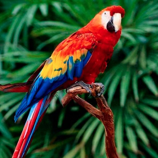 Scarlet Macaw Parrot Macawbirdasfm Twitter