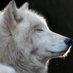 Wolfie Dog (@wolfiedog6) Twitter profile photo