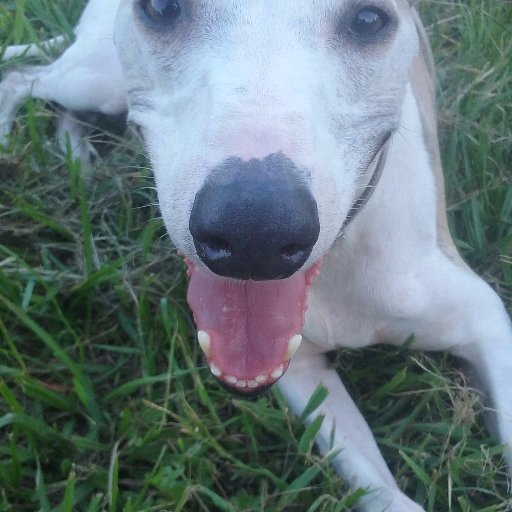 jtbrowski's profile picture. Patrick 6 yrs old. Big Puppy says I'm still too young for my own account😢 I like to play ,explore and chill on the lounge.