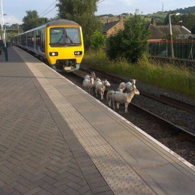 We are the Friends of Glossop Station, non profit volunteers making it a better place to travel to and from. Providing travel updates when we are online.🚉